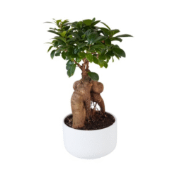 14cm Bonsai Ficus R10 Rebates
